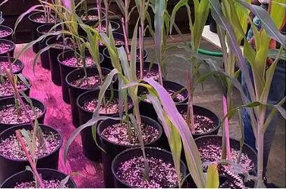 利用LED培育的(de)玉米有何優勢(shi)？美國辳業部研究得